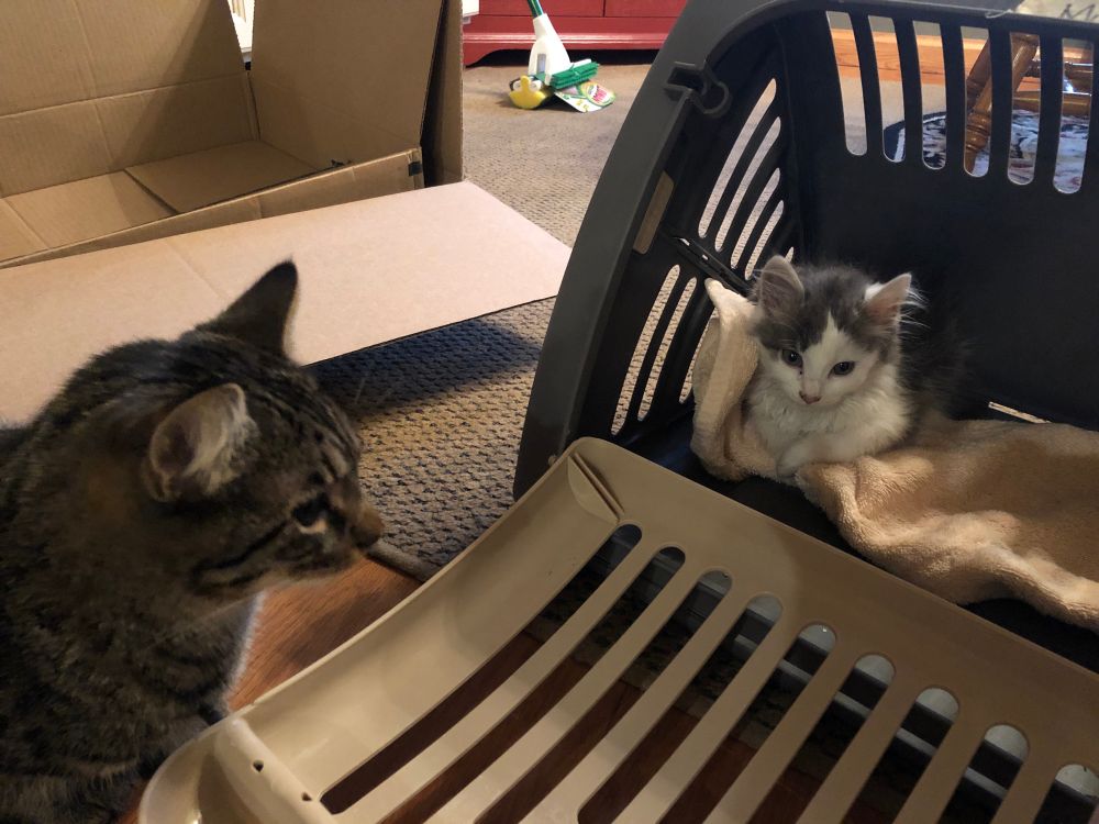 A fluffy gray and white kitten sitting in a cat carrier with a tabby cat sitting next to the carrier, looking at the kitten. 