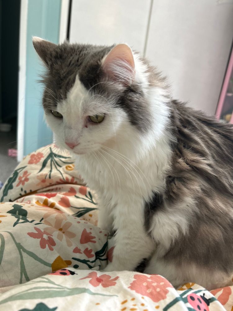 A fluffy gray and white cat sitting on a bed, facing left. 