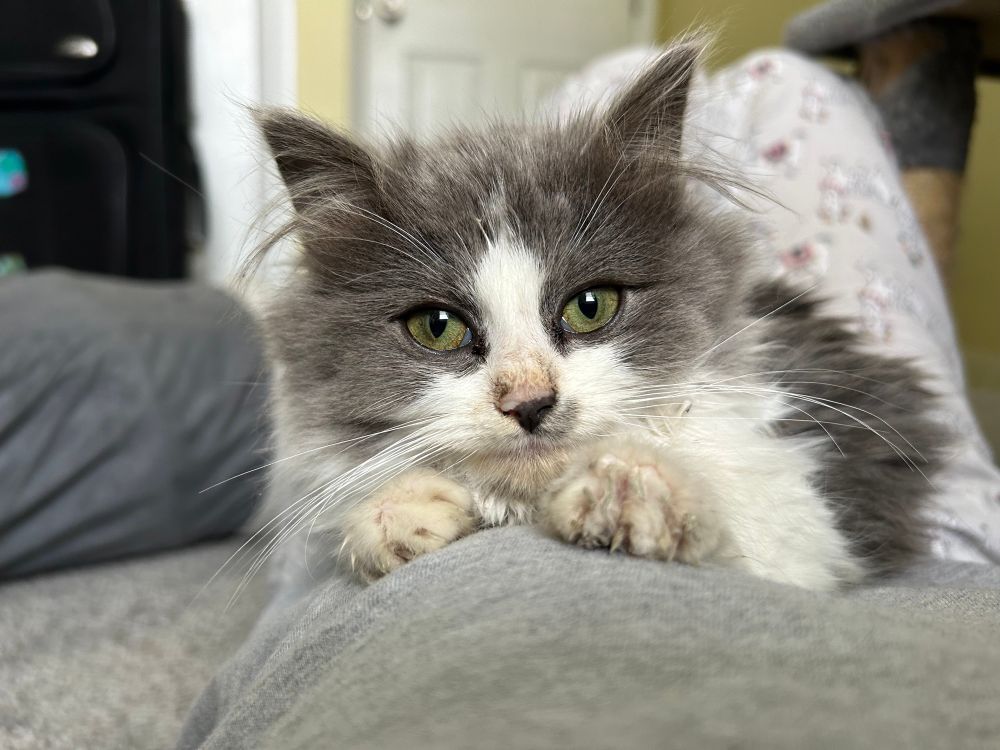 A person laying on the ground with a fluffy gray and white kitten laying on top of them. She is looking at the camera   