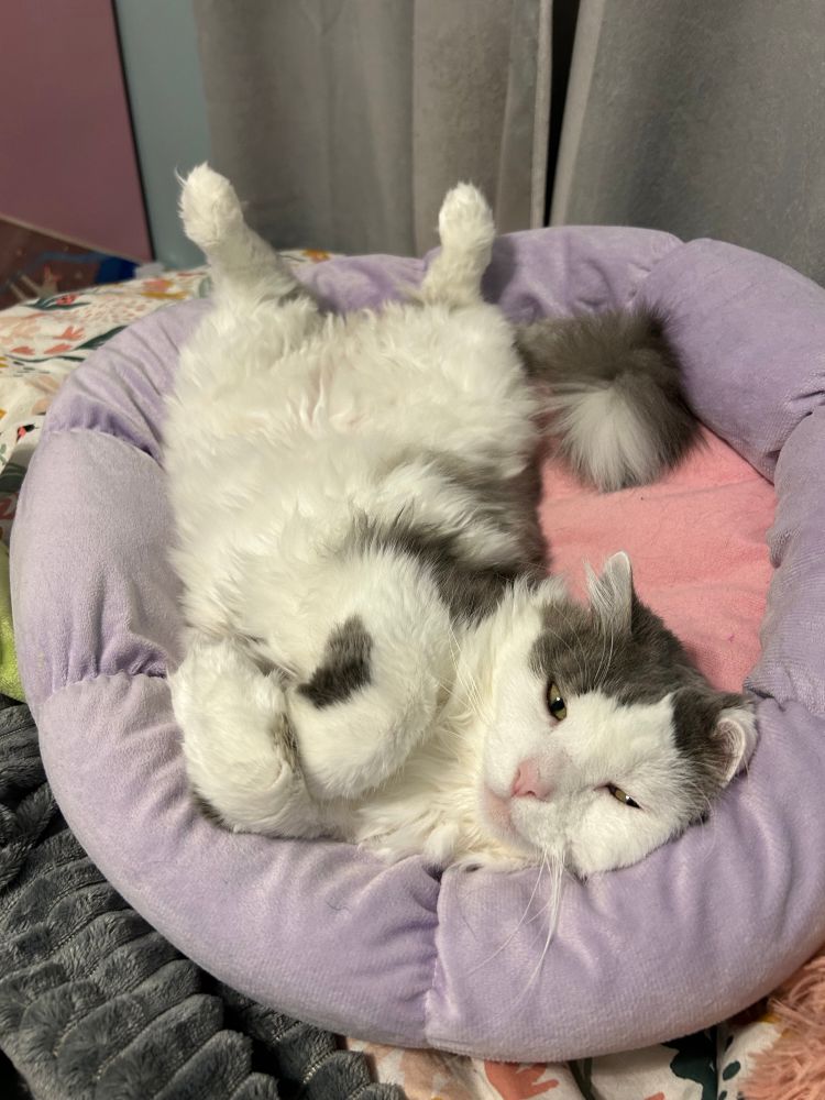 A fluffy gray and white cat laying on her back in a cat bed and showing off her belly fluff 