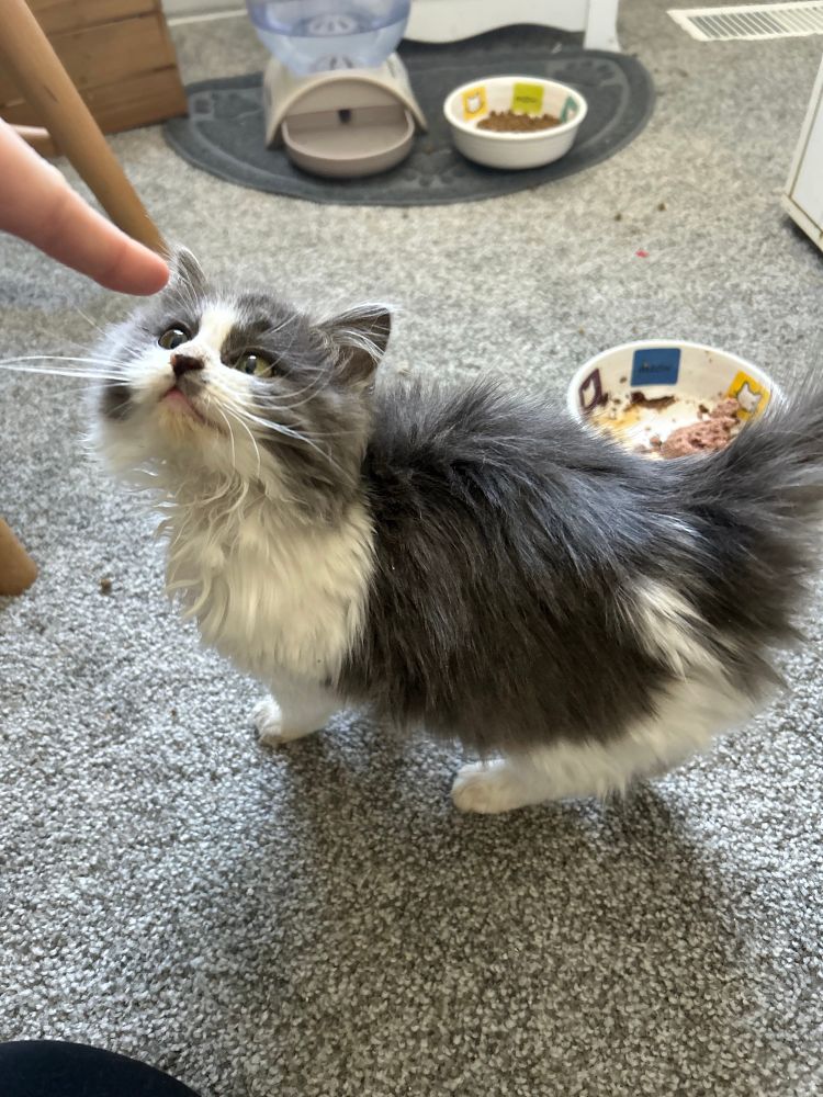 A person off camera pointing at a tiny but fluffy gray and white kitten. She is looking up at the finger. 
