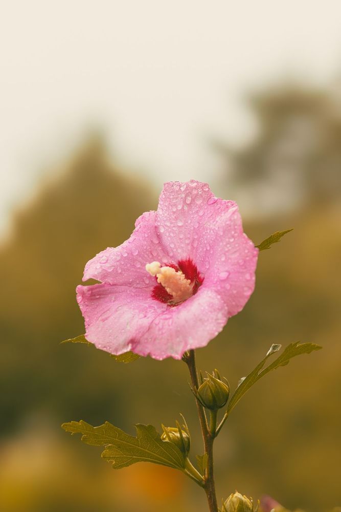 Close-up of a pink hibiscus flower with raindrops, set against a blurred green and yellow background. The tone is serene and fresh.