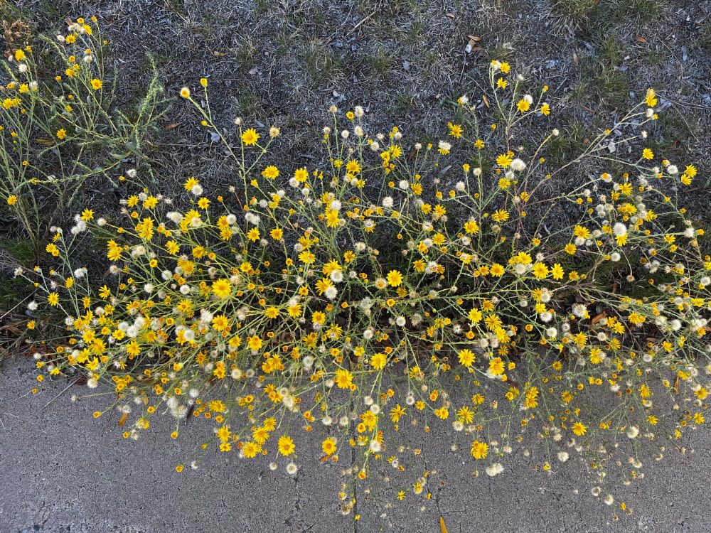 A spindly plant full of yellow flowers going to seed.