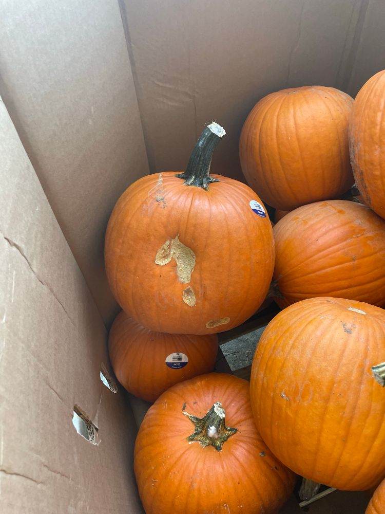 A pumpkin with a “?” Naturally engraved into it