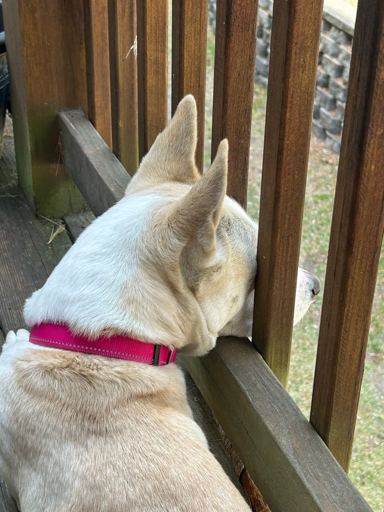 White and cream colored dog wearing a pink collar is laying on a deck with her chin resting on the bottom beam of the railing, and her snout between two railings, visible on the outer side of the railing.