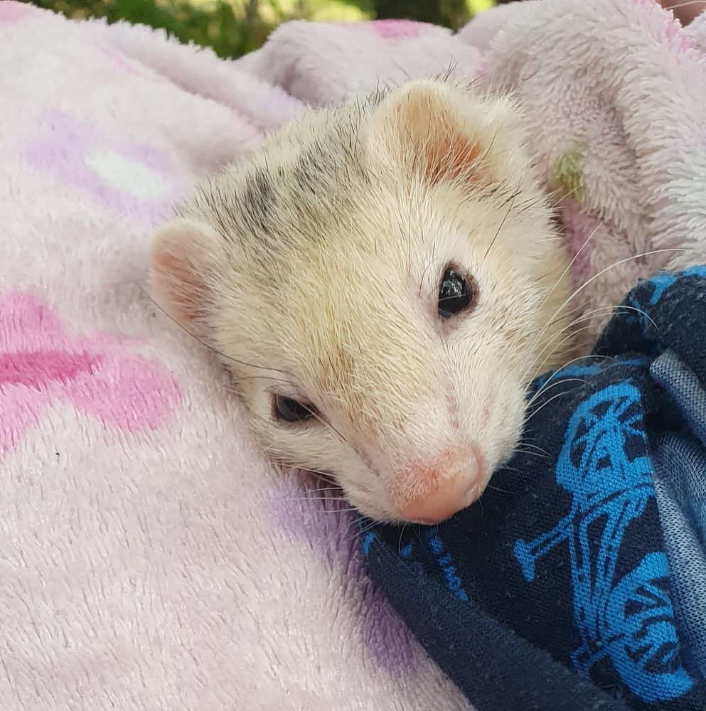 A very blonde ferret snuggles up in a light pink blanket. She had a snuffly pink nose and huge black eyes and is very cute.