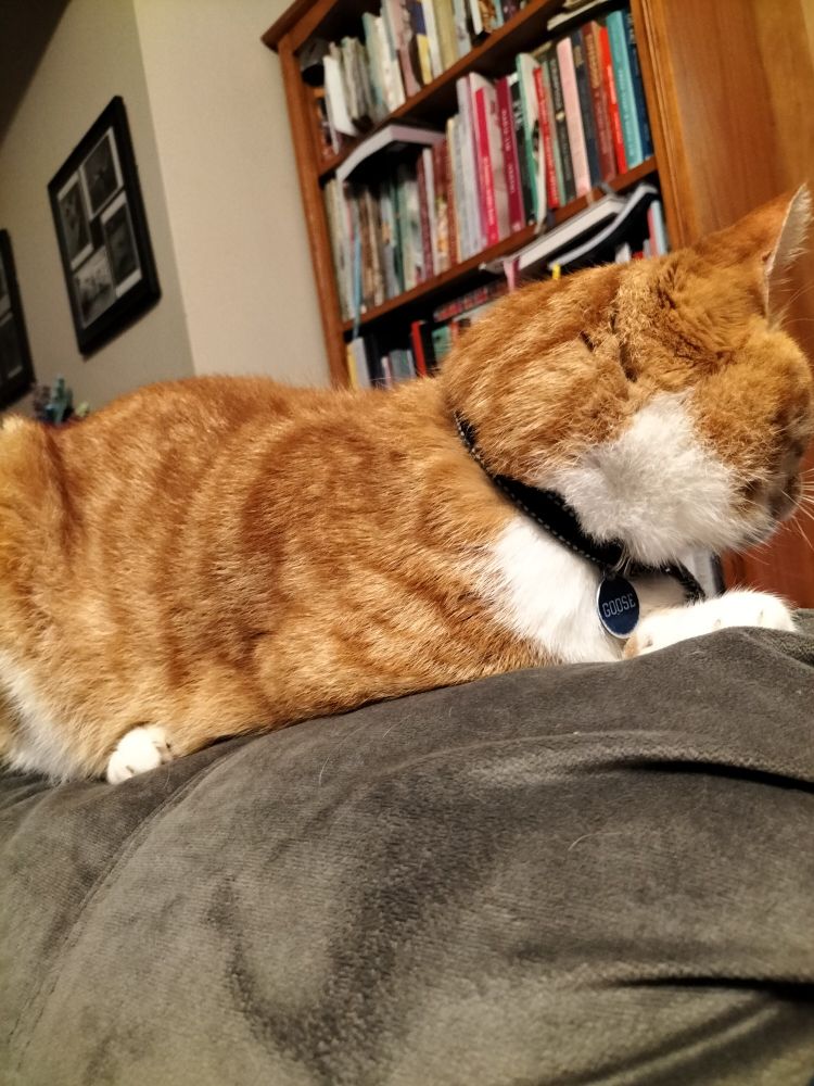 Ginger tripod cat sitting on couch, looking away from the camera