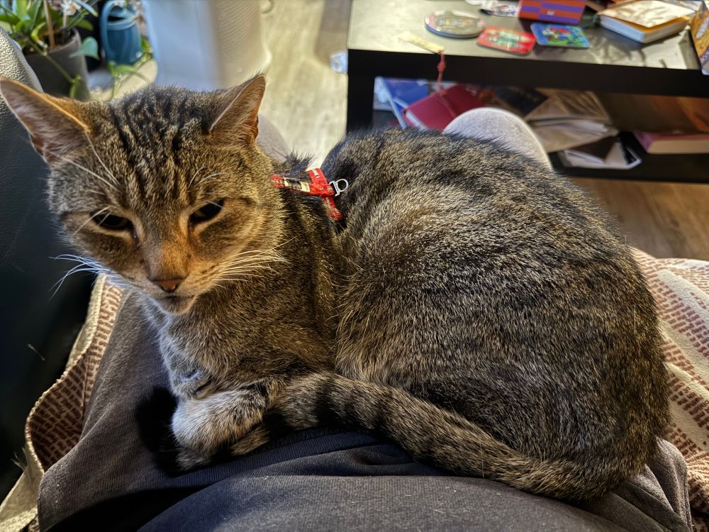 Cat on a lap. 