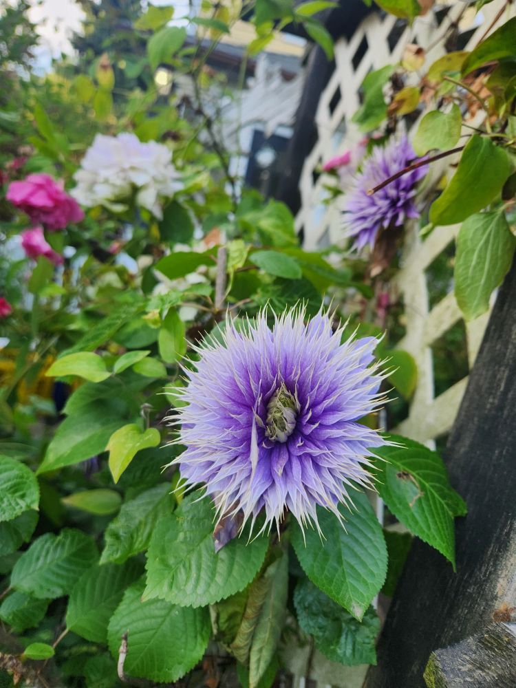 A purple and white flower that looks like a sea anemone with lots ofbspiky petals