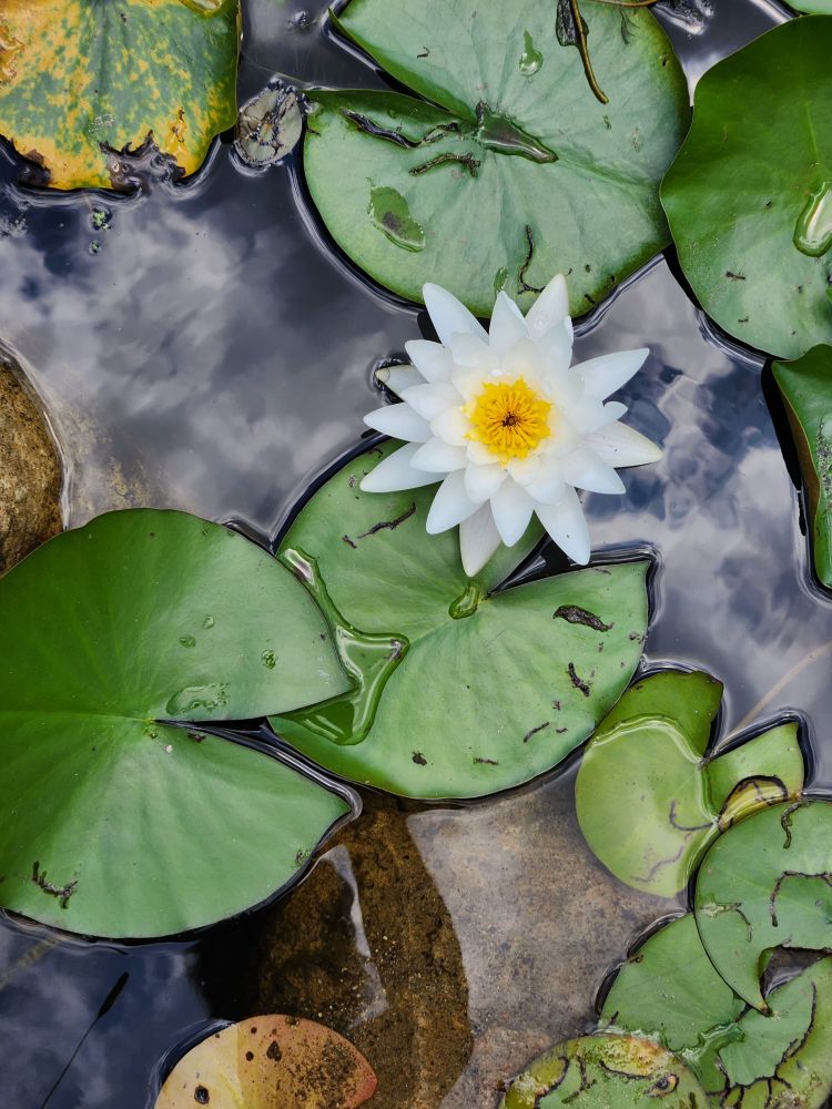 A white lotus flower with a yellow center surrounded by round, glossy leaves. Blurry white clouds are reflected in dark water around the leaves.