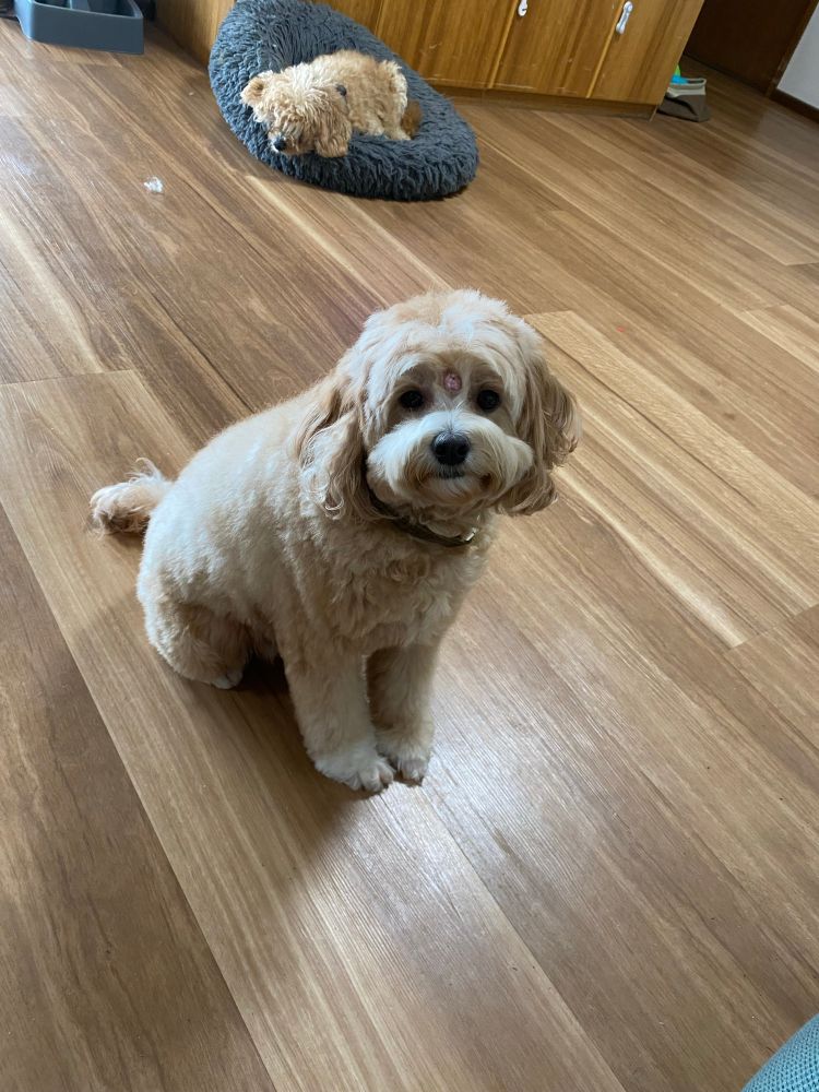 Picture of a light-coloured dog sitting on a wood-look laminate floor.