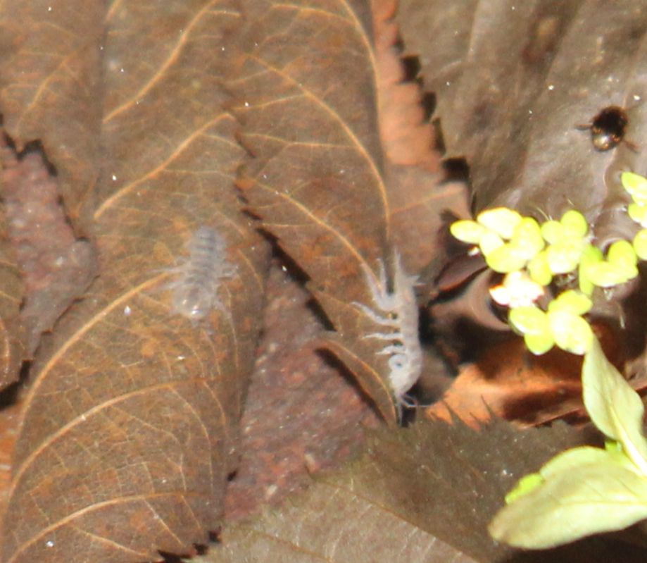 Two isopods standing on shallowly submerged leaves.