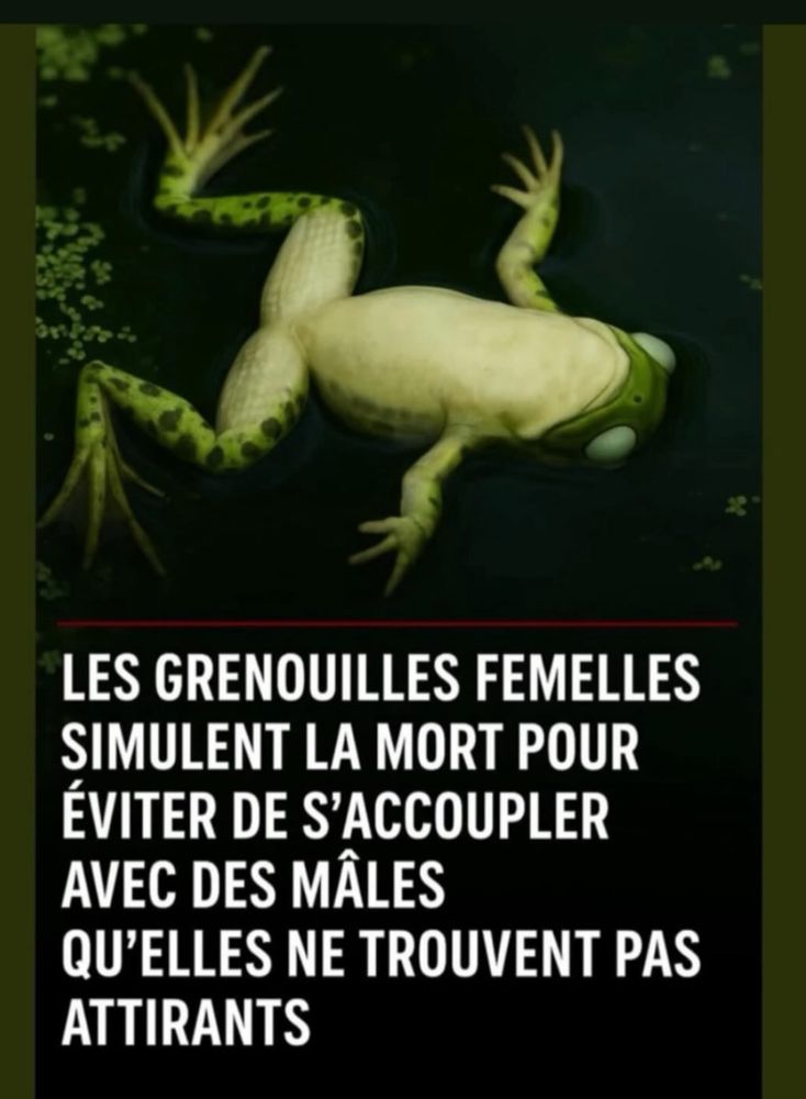 Une grenouille qui fait la morte « les grenouilles femelles simulent la mort pour éviter de s accoupler avec des mâles qu elles ne trouvent pas attirants