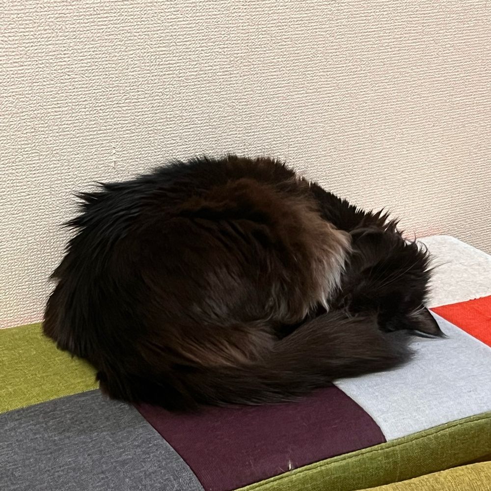 黒い猫が椅子の上で丸くなって寝ている画像