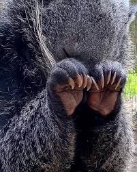 Dainty binturong 
