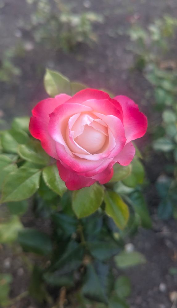 A lovely red/pink/white flower