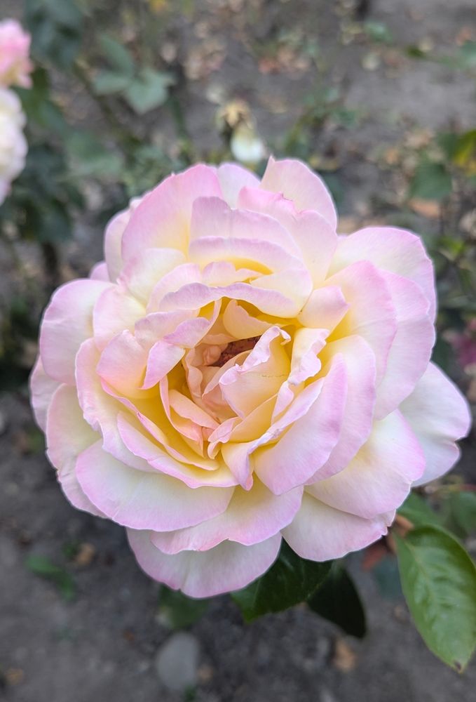 A pink/white/orange/lavender rose