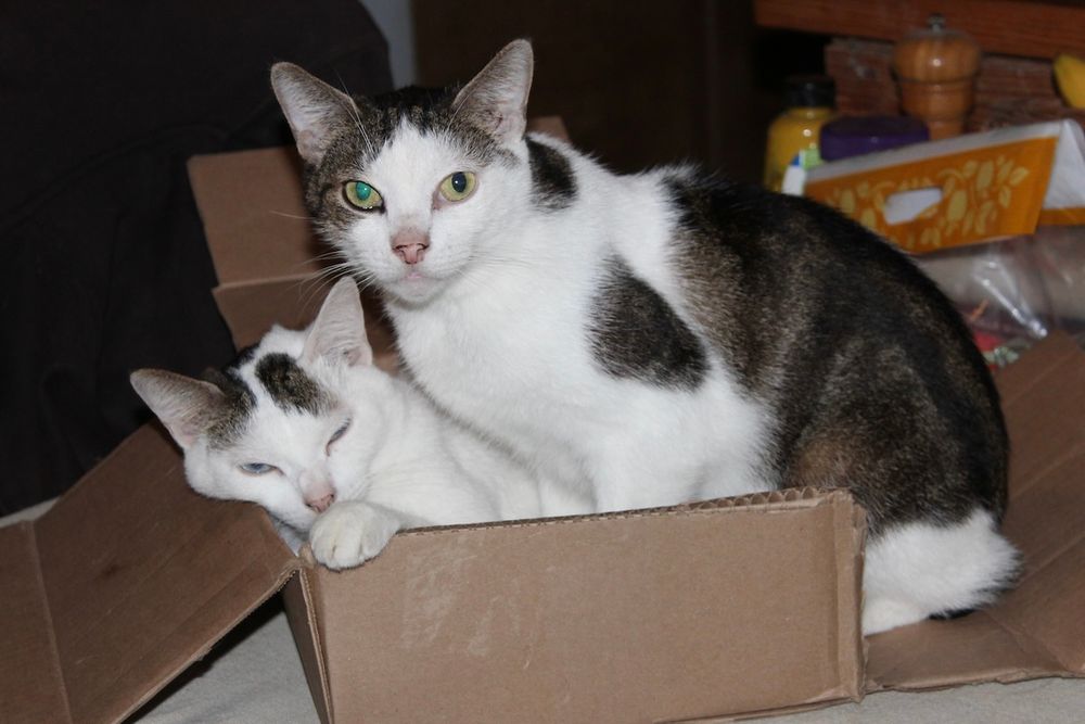 Two large white/spotted cats, brothers, together in a small box. One has blue eyes (nearly closed) and one has two different green eyes. They have broken the box so they can both fit.