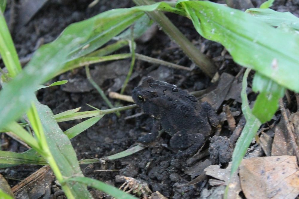 Slightly out of focus image of the same toad as previous photo, in the same location, caught in profile seconds before turning and leaving. You can't see his sparkles, but there is a faint brown line on his side and another one on the center of his back.