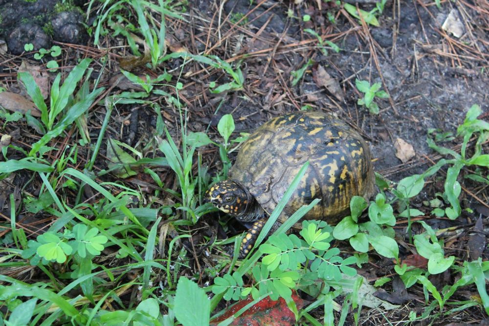photo of a small box turtle, well camouflaged in weeds, dirt, and pine straw by the dull, irregular markings on his shell. However, he is looking a the camera and has his leg out, and both his face and leg have beautiful bright yellow and orange spots.