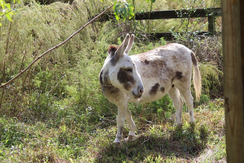The same mini donkey, turning her head and happily watching her horse buddy, who is stuck in the pasture. The donkey's ears are up and her mouth is practically smiling.