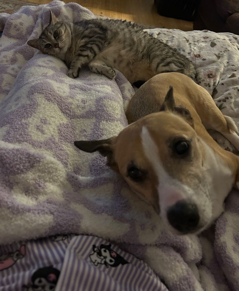 a dog and a cat snuggle against my legs on a blanket, both looking towards me