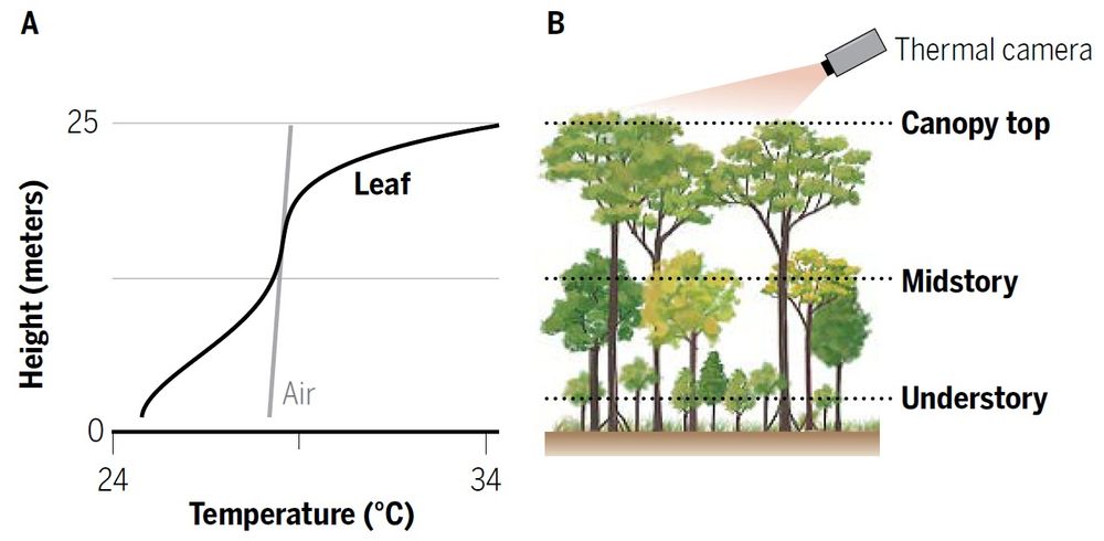 Canopy microclimate variation