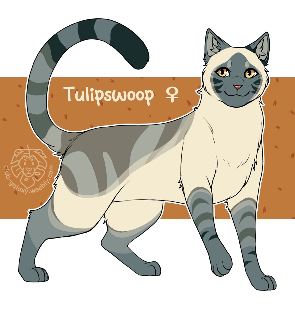 a cat with cream fur and grey points which darken as they get closed to the ends of her limbs, with dark stripes in the grey areas and amber eyes.