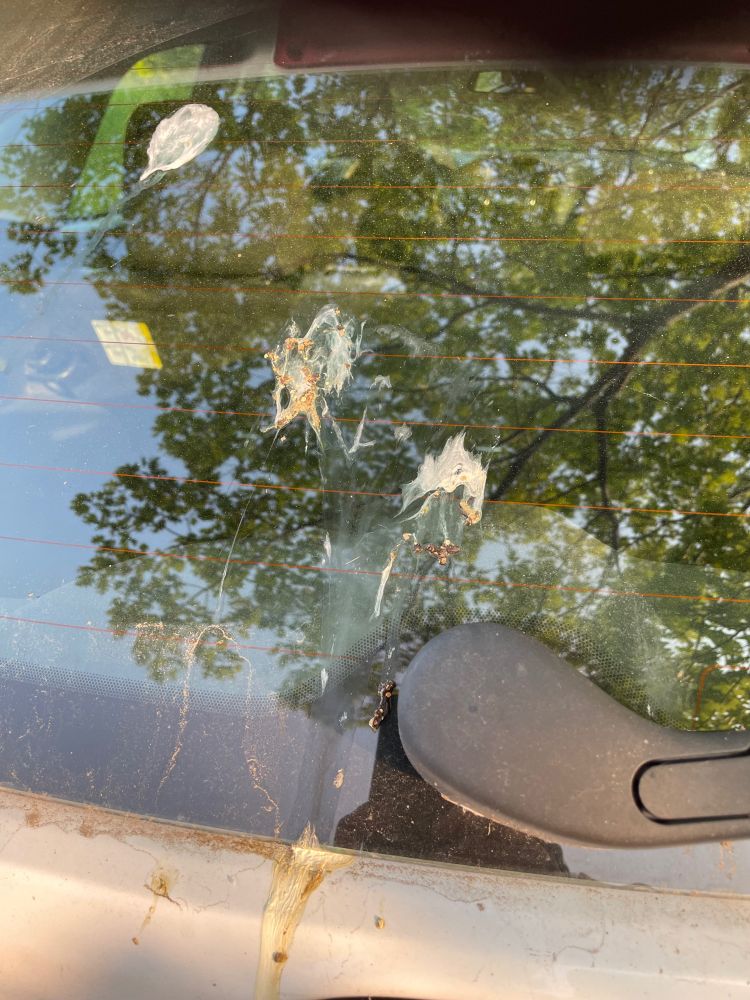 Poop on car windshield 