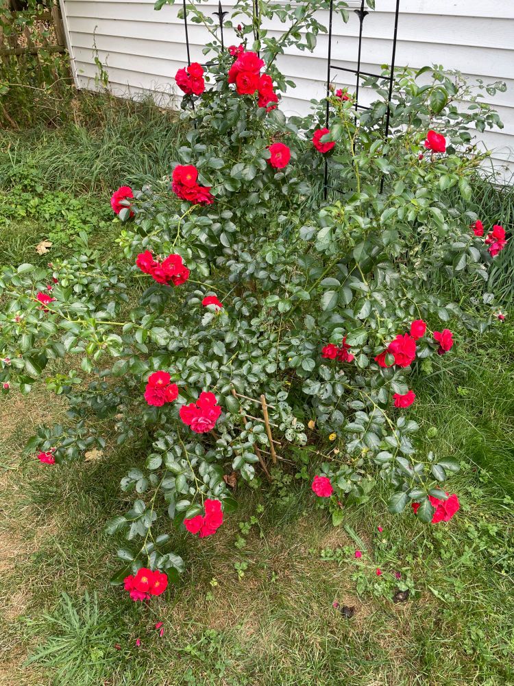 A furiously blooming red rose bush, in the middle of a provincial drought. 