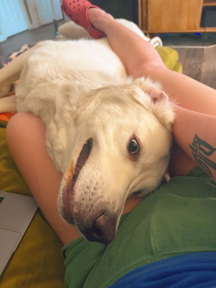 Natalia’s giant white Colorado Mountain Dog is in her lap, a wild look on his eyes. He belongs to mom.