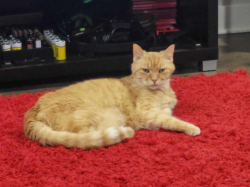 A ginger tabby laying on a red shaggy rug in front of a cabinet full of batteries and video games. He is staring directly at the camera, one eye narrowed, very annoyed.