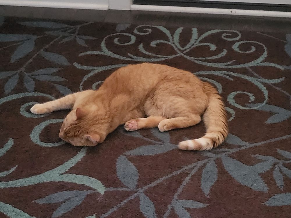 A ginger cat sleeping on a brown rug that has blue leafy motifs. The cat looks like an MC Escher work, head and back legs aligned with rear toe beans facing the camera, front legs facing the opposite way, and his spine corkscrewed enough to open a wine bottle. I honestly have no idea how he got that way or why he found it comfortable. 