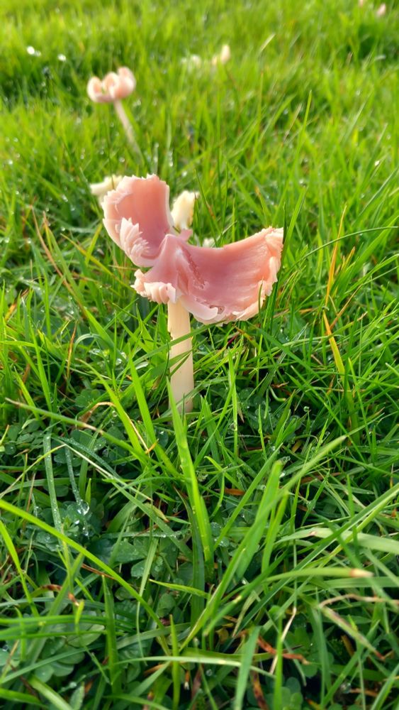 Pink or Ballerina Waxcap. What a beauty
