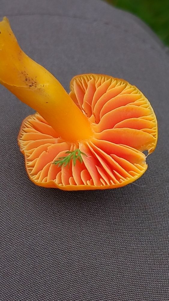 Oily waxcap, with characteristic salmon coloured gills