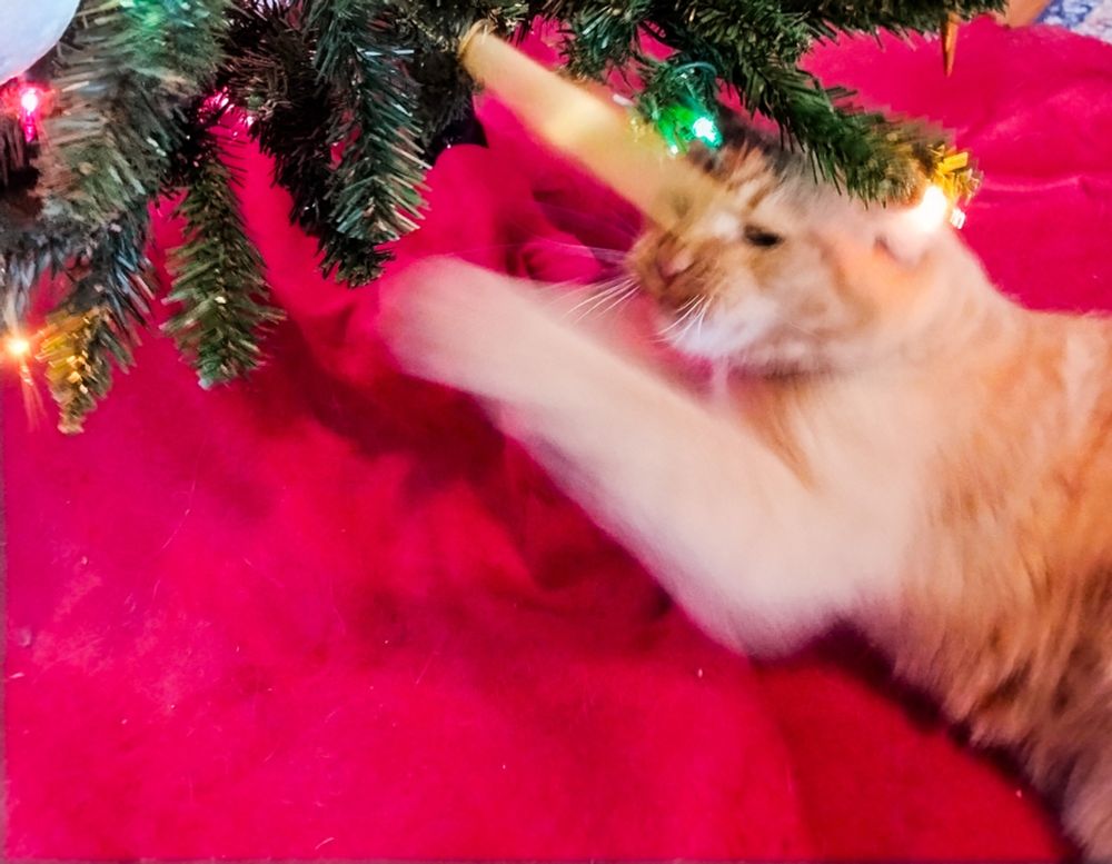 Christmas Carl, the orange tabby, strikes out against a christmas ornament