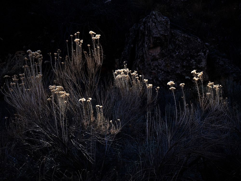 Intimate scene of a group of illuminate rabbit brush plants in front of a dark, shadowy desert landscape 