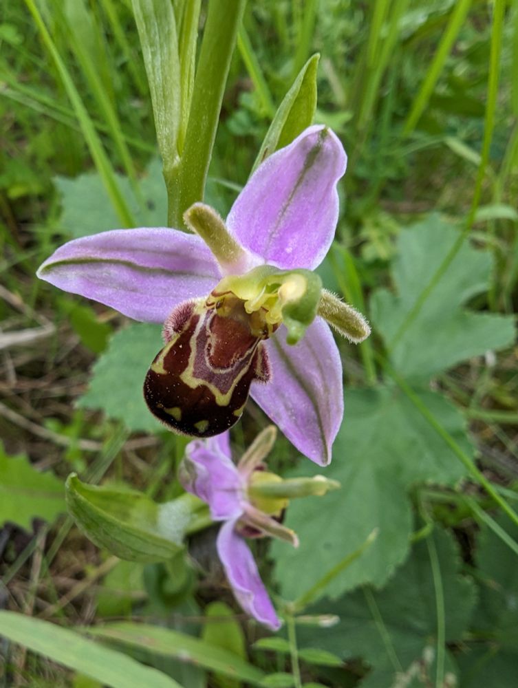 Bee Orchid (Ophrys apifera)