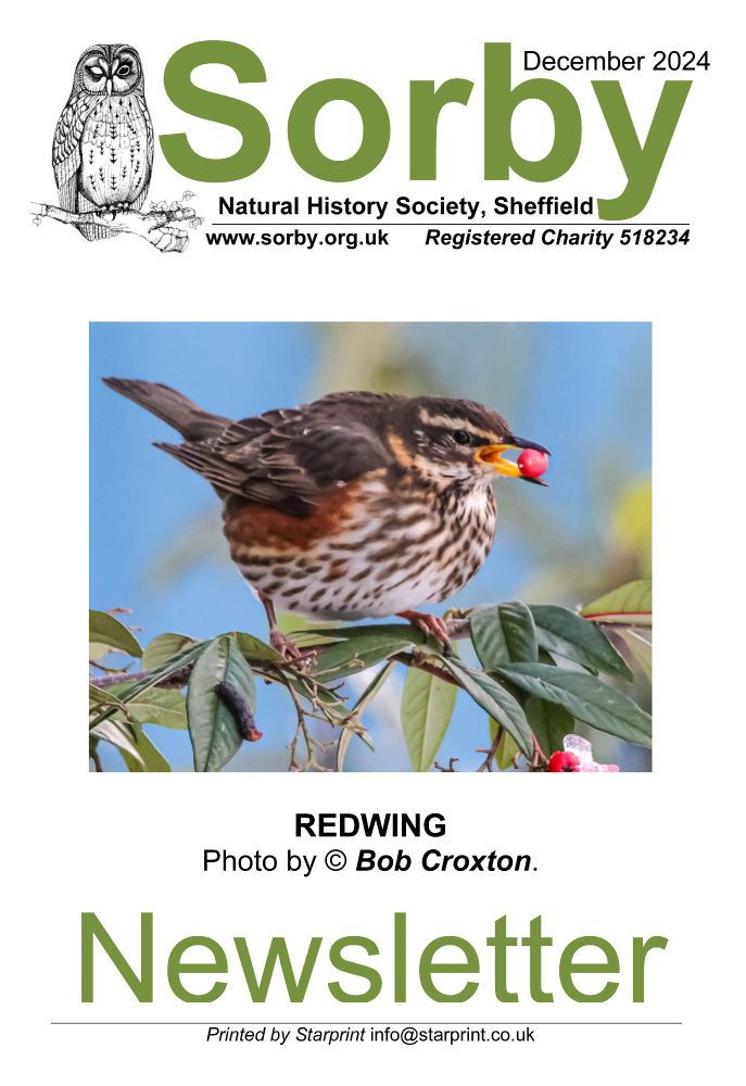 The cover of the Sorby Newsletter for December 2024, featuring a photo of a Redwing eating Cotoneaster berries.