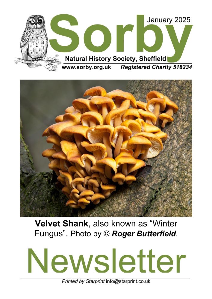 The front cover of the Sorby Natural History society's newsletter for January 2025, featuring a cluster of Velvet Shank mushrooms.