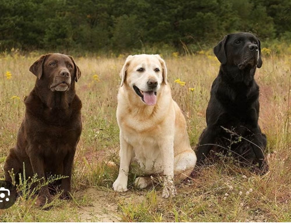 Three dogs sit in a field amongst grass and weeds almost as tall as they are. There is a green wooded area behind them. The dogs are a chocolate lab, a yellow lab, and a black lab. The dogs are middle-aged to geriatric, as they all have a little gray in their snouts.