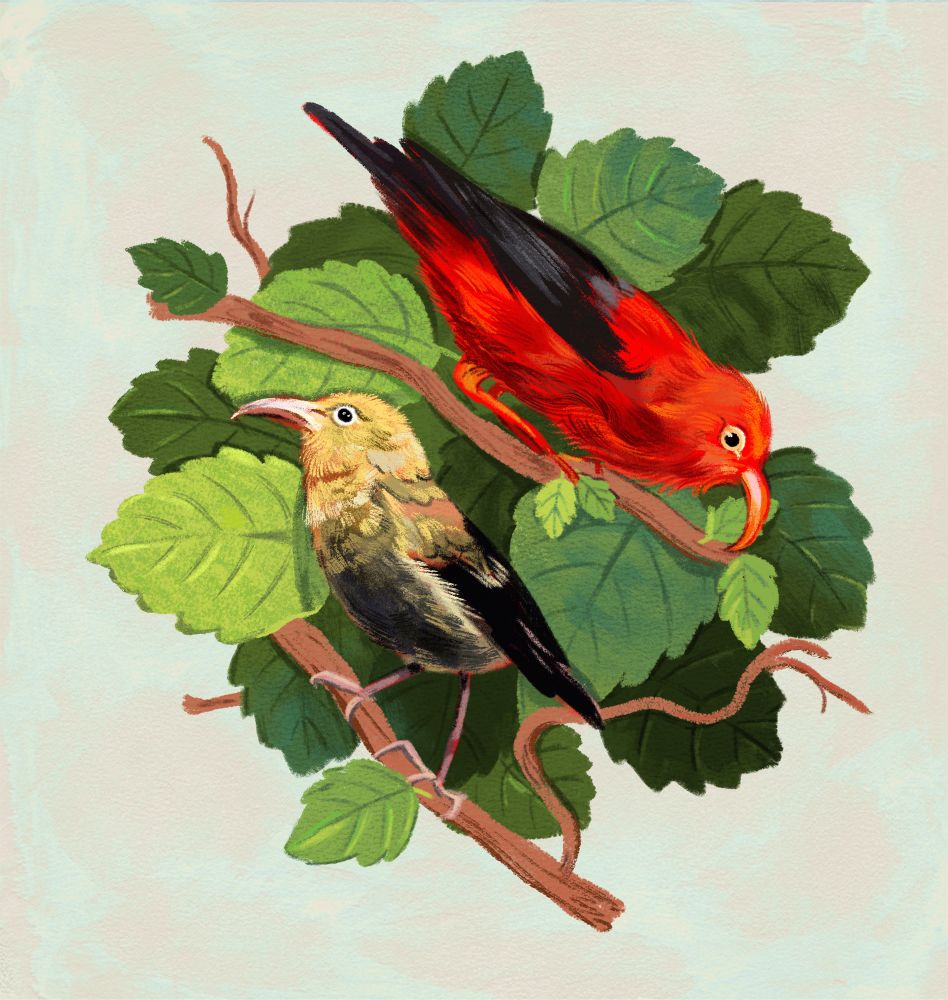 Illustration of two ‘I’iwi, surrounded by leaves