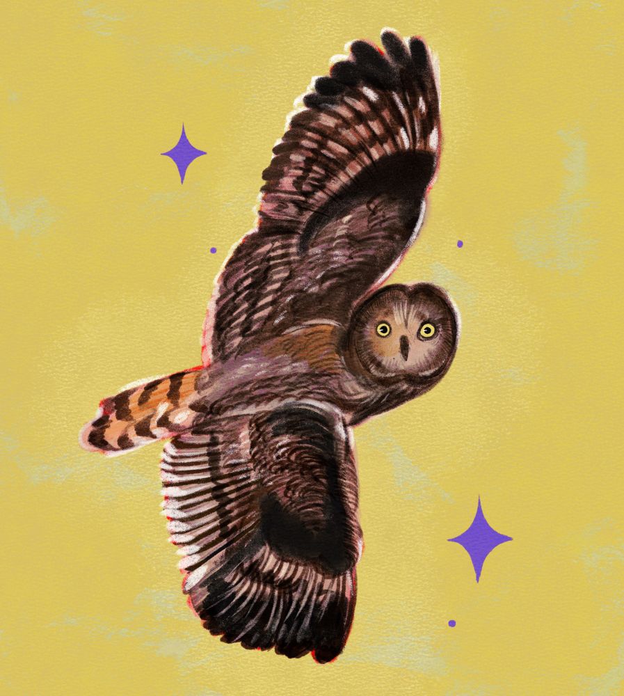 Illustration of the pueo against a yellow background 