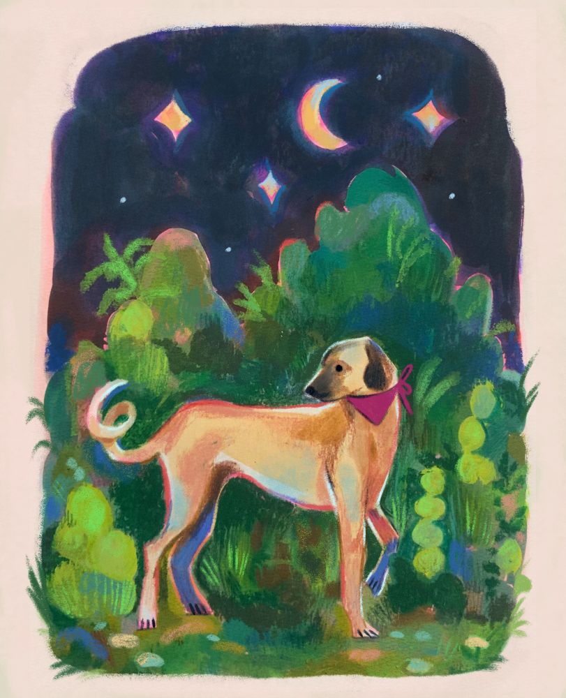 An illustration of a dog (sloughi) standing in a thicket. The stars and the moon are shining in the night sky above.
