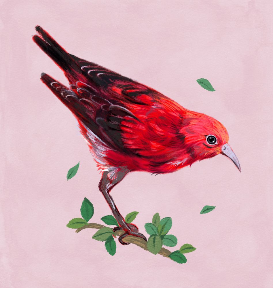 Illustration of an ‘Apapane sitting on a twig with leaves floating around it, set against a pink background 
