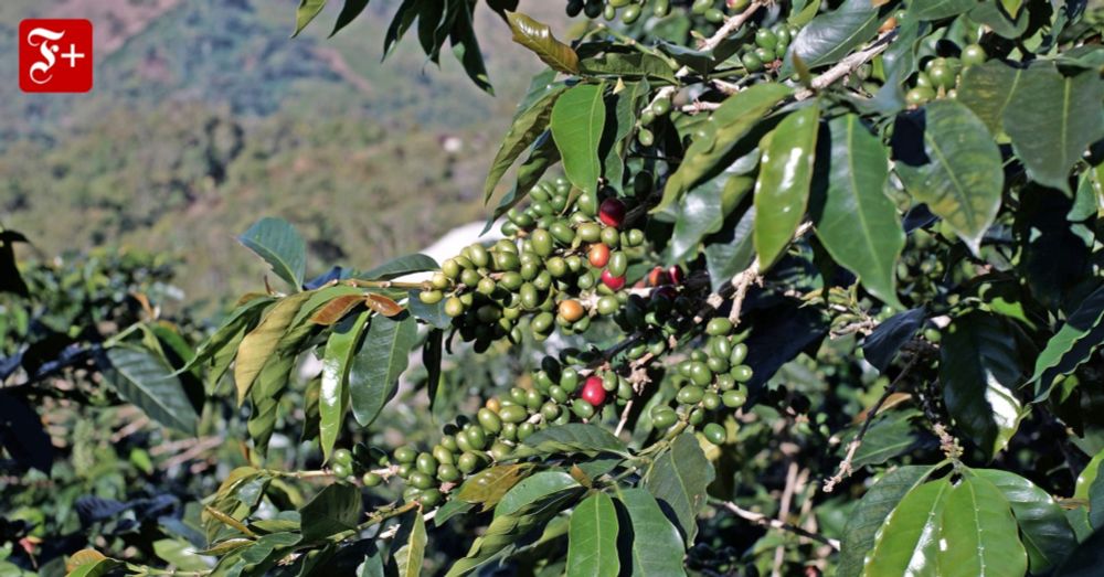 Klimawandel: Der Kampf um die Zukunft des Kaffees hat begonnen