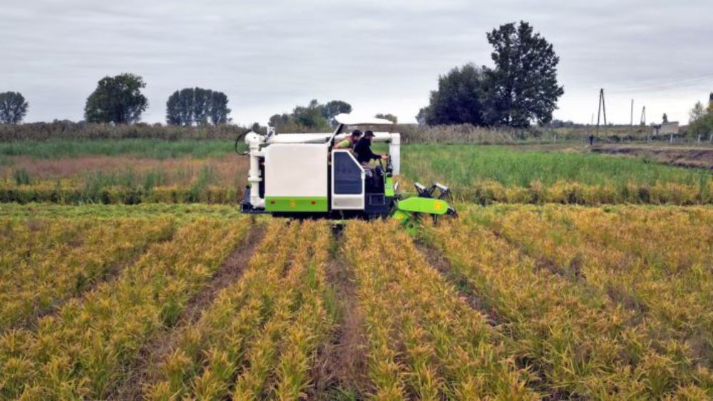 Bauern in Linum setzen bei der Reisernte auf Spezialtechnik