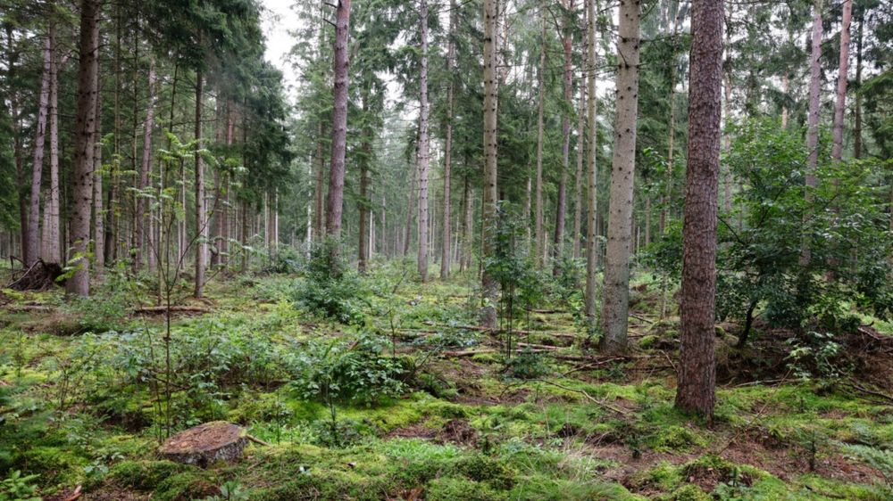 Der Wald fällt als Helfer bei Klimaschutz-Zielen aus