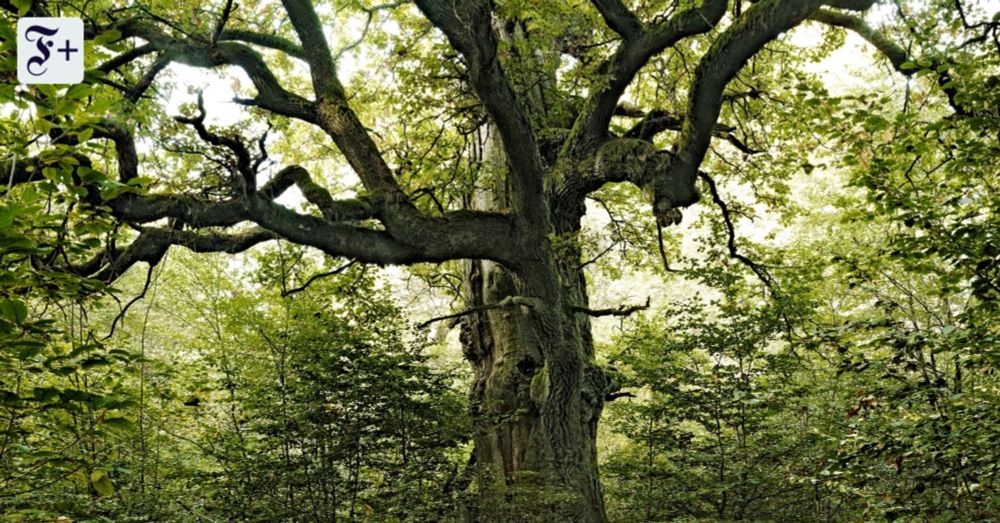 Warum der Waldschutz in Gefahr ist