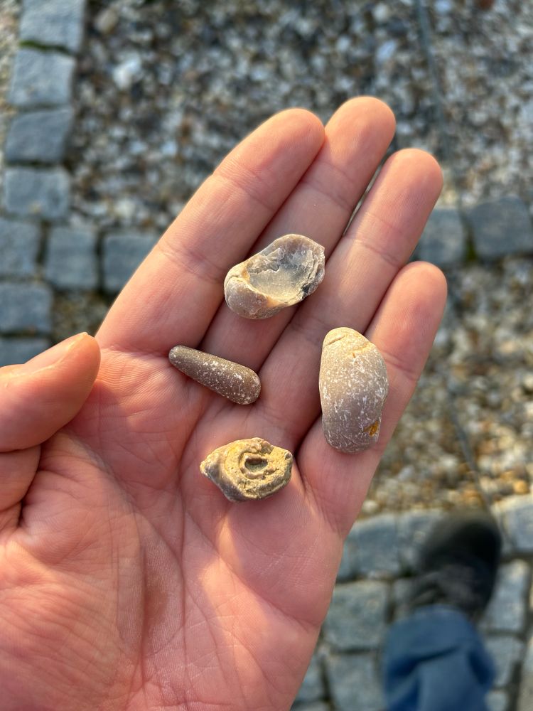 A hand holding four small fossils